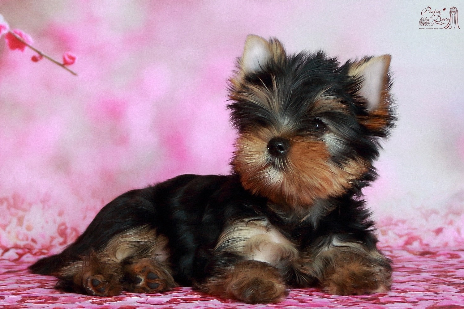 PIOJIA DORO PIOJIA DORO YURMALA PARADISE &mdash; Labaza DogPedigree YorkshireTerrier