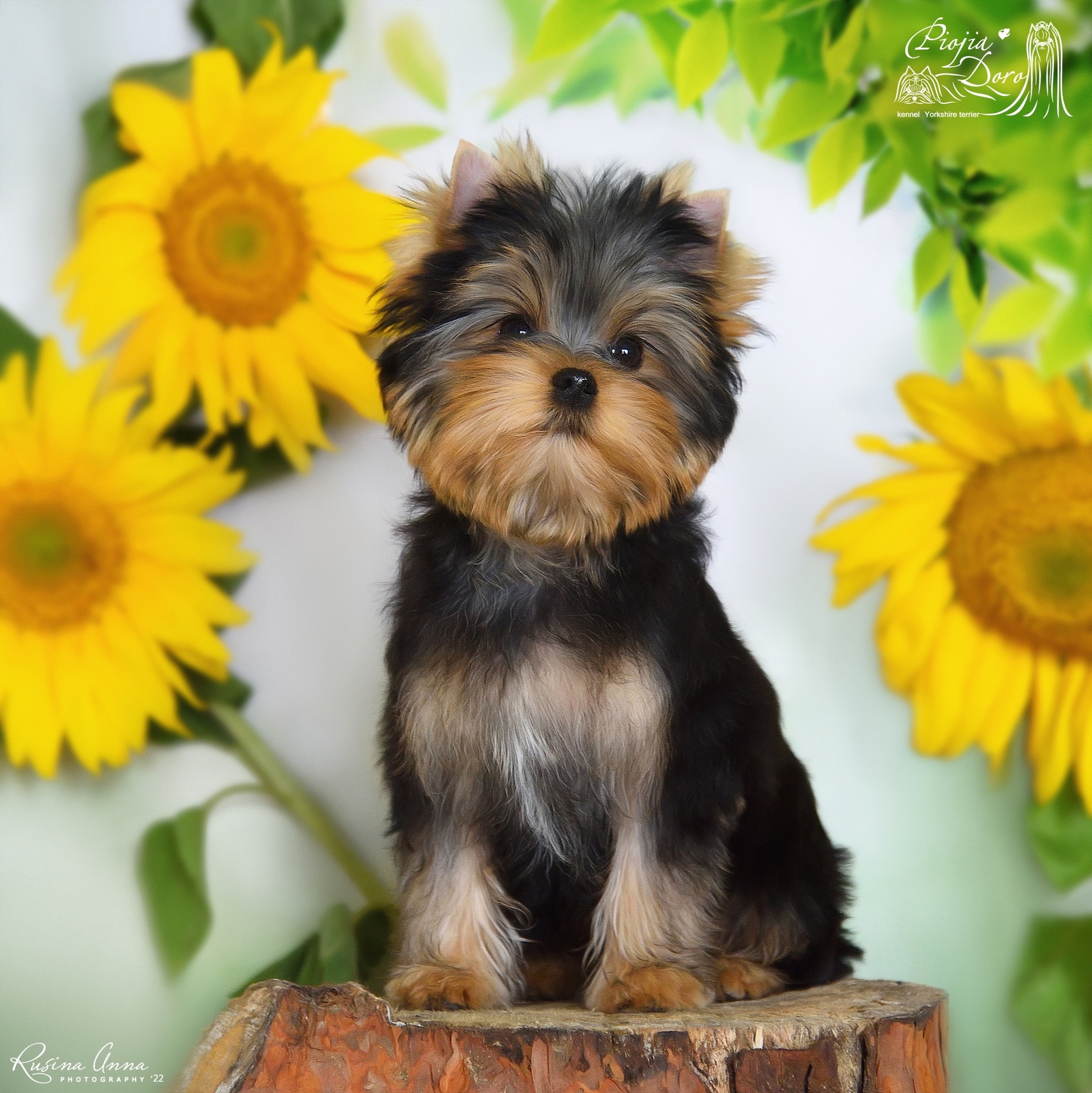 PIOJIA DORO PIOJIA DORO LIGHT OF THE SUN &mdash; Labaza DogPedigree YorkshireTerrier
