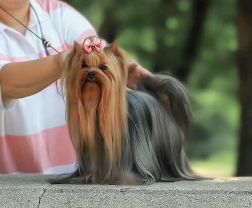 BONNIE WRIGHT MORE-HUANA MARTINA SOULMATE &mdash; Labaza DogPedigree YorkshireTerrier