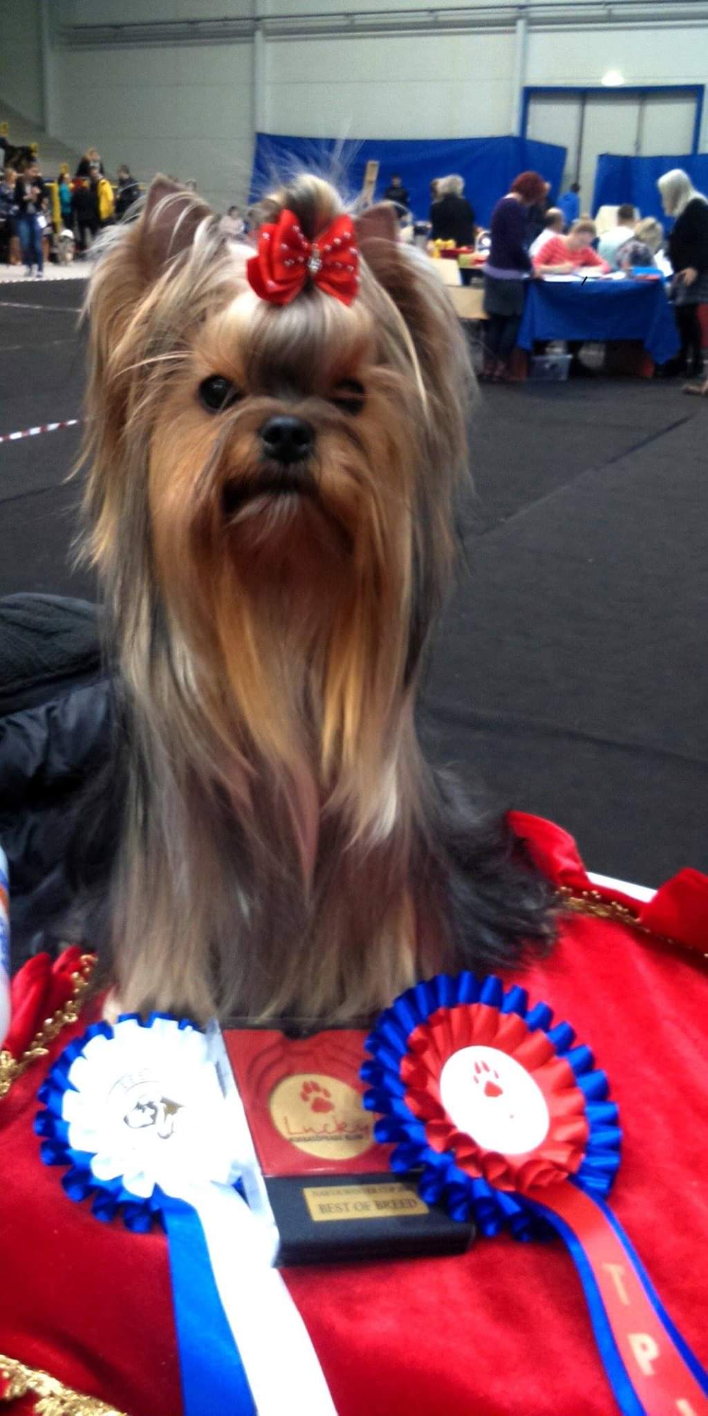 ELEGANT BAUBLES HORTENSIA SECRET