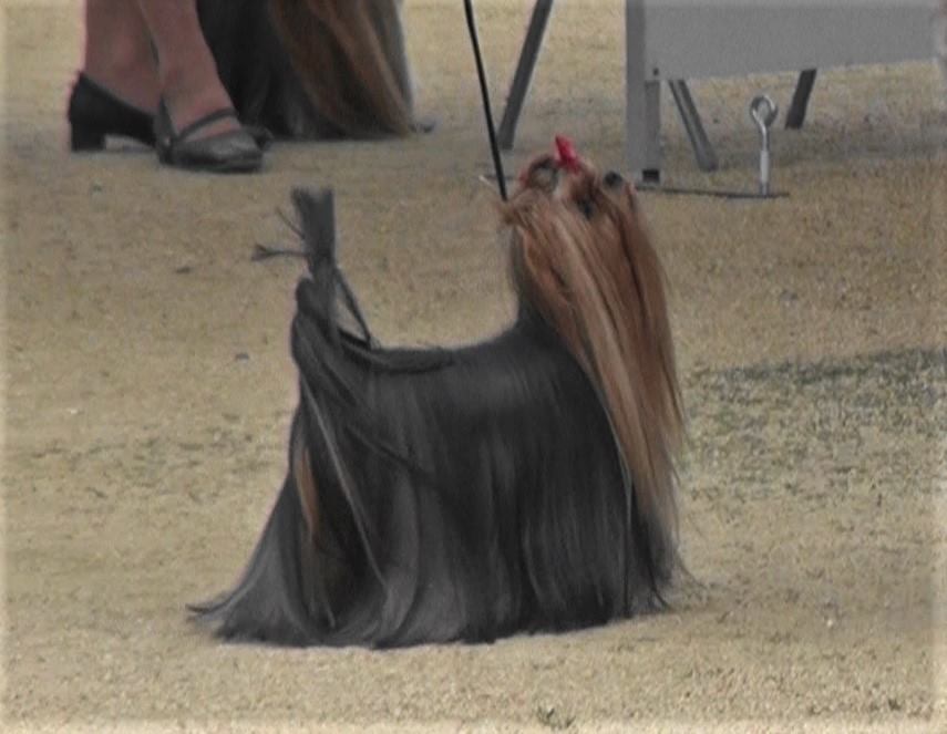 Mafia Sharm De Lux &mdash; Labaza DogPedigree YorkshireTerrier