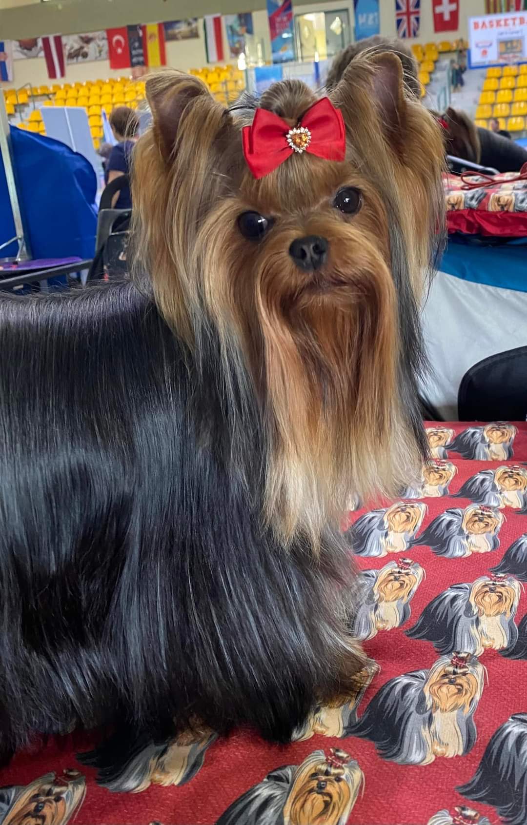 Wellary Wellary Beretta Luxury &mdash; Labaza DogPedigree YorkshireTerrier