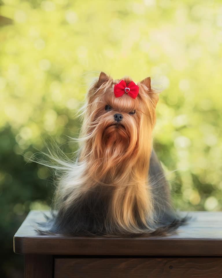 BONNIE WRIGHT MORE-HUANA TEONIYA TAYDEL AR MARETTO &mdash; Labaza DogPedigree YorkshireTerrier