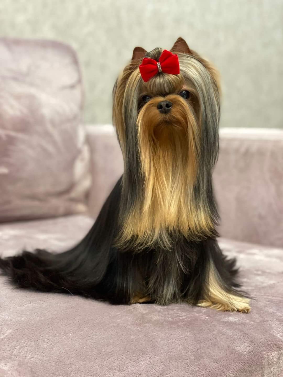 Wellary WELLARY MARMALADE SKY &mdash; Labaza DogPedigree YorkshireTerrier