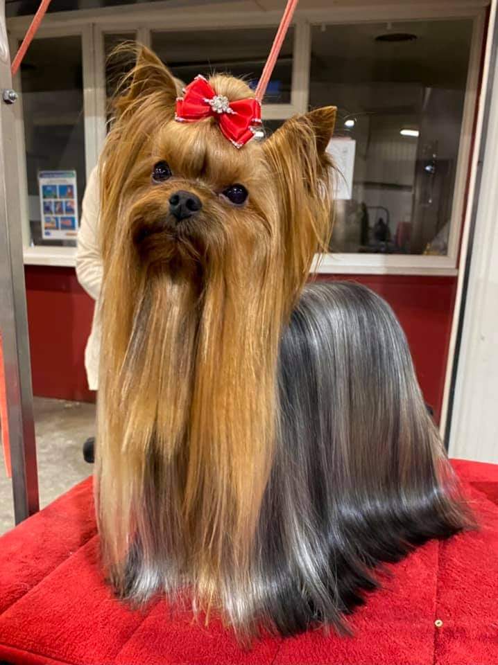 Wellary WELLARY SAPPHIRE BRIGHT STAR &mdash; Labaza DogPedigree YorkshireTerrier