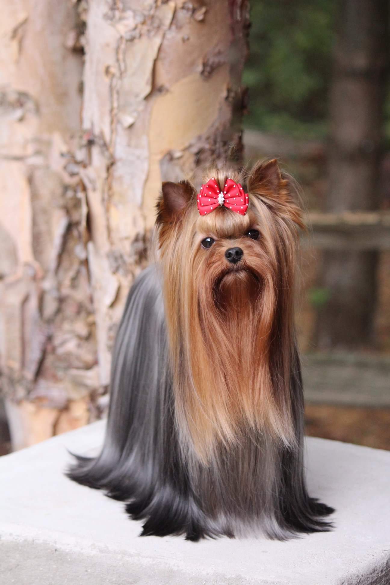 Wellary WELLARY MIA BELLA LANITA &mdash; Labaza DogPedigree YorkshireTerrier