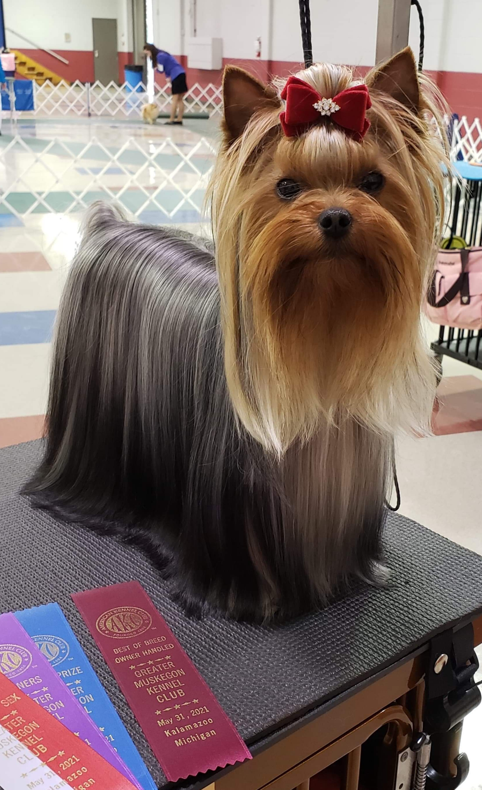 Wellary WELLARY SHERIDAN'S &mdash; Labaza DogPedigree YorkshireTerrier