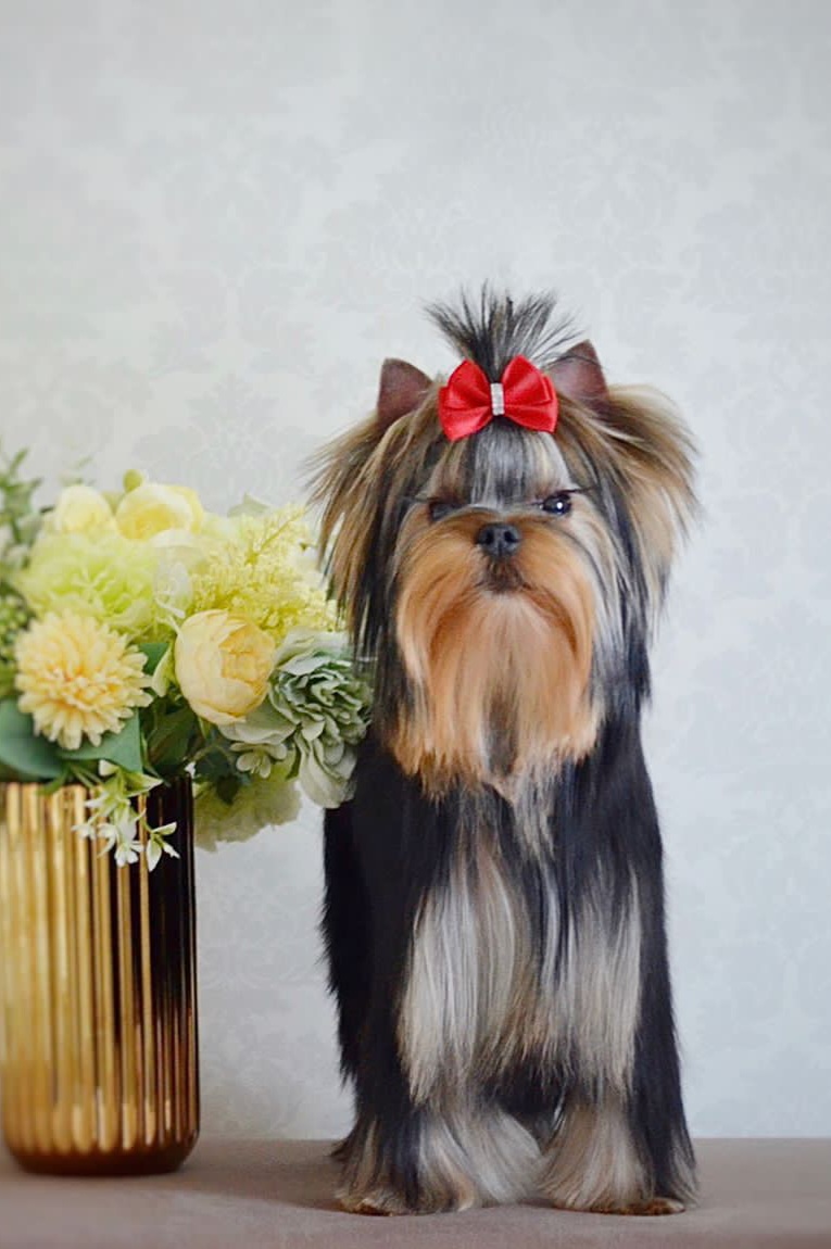 Wellary Wellary Russian Beauty &mdash; Labaza DogPedigree YorkshireTerrier