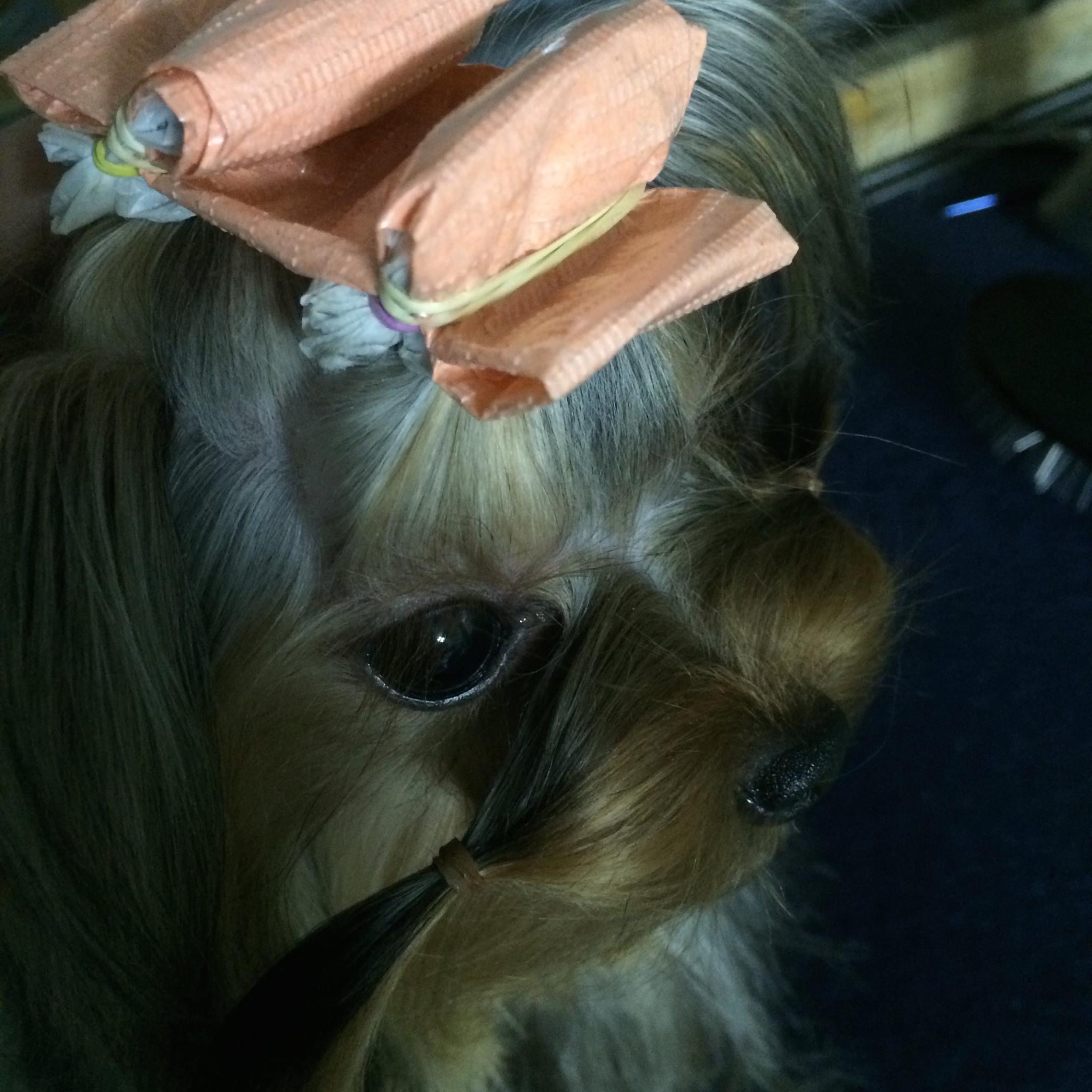 MAGIC COUNTRY POMPIDOU &mdash; Labaza DogPedigree YorkshireTerrier