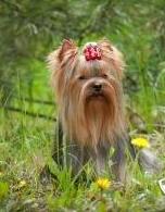  ZHEFREI OT PANDY SHARM &mdash; Labaza DogPedigree YorkshireTerrier