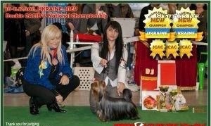  FREEDOM BLUE DELIGHT &mdash; Labaza DogPedigree YorkshireTerrier