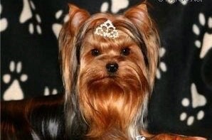 DELIGHSOME ETUAL BLUE DELIGHT &mdash; Labaza DogPedigree YorkshireTerrier