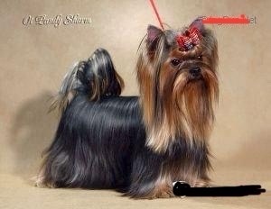 OT PANDI SHARM BRIZZIYA SHOU OT PANDI SHARM &mdash; Labaza DogPedigree YorkshireTerrier