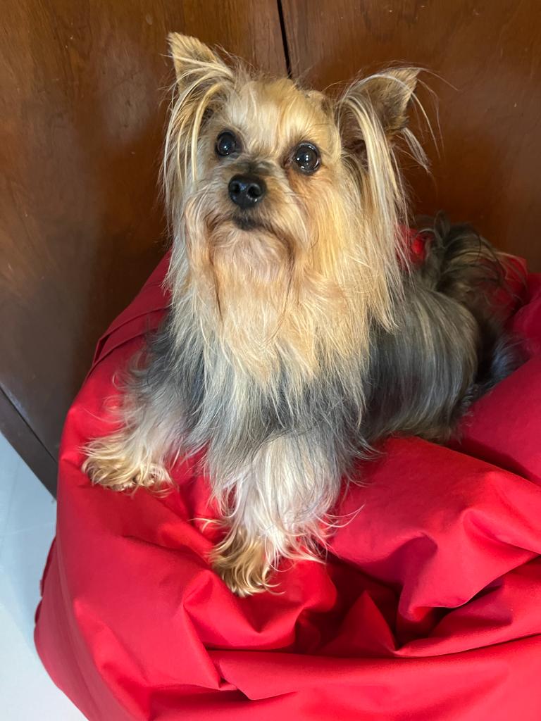 Enzo Ferrari Aguilchar &mdash; Labaza DogPedigree YorkshireTerrier