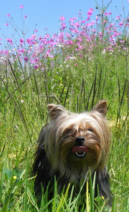 Ana Nicole Smith &mdash; Labaza DogPedigree YorkshireTerrier