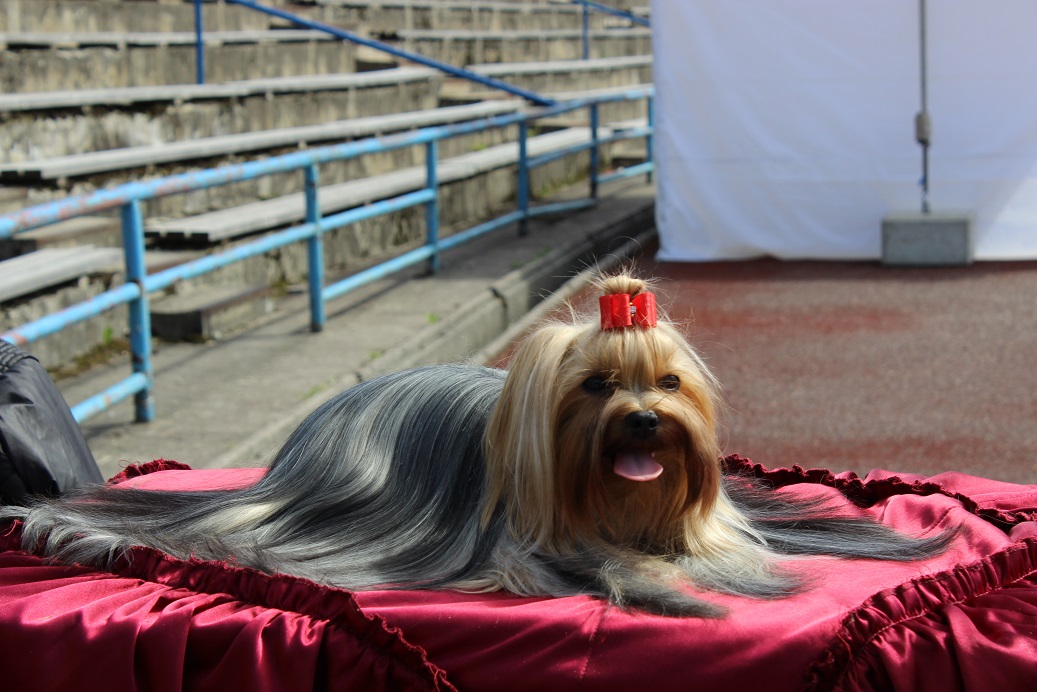 Amilda &mdash; Labaza DogPedigree YorkshireTerrier
