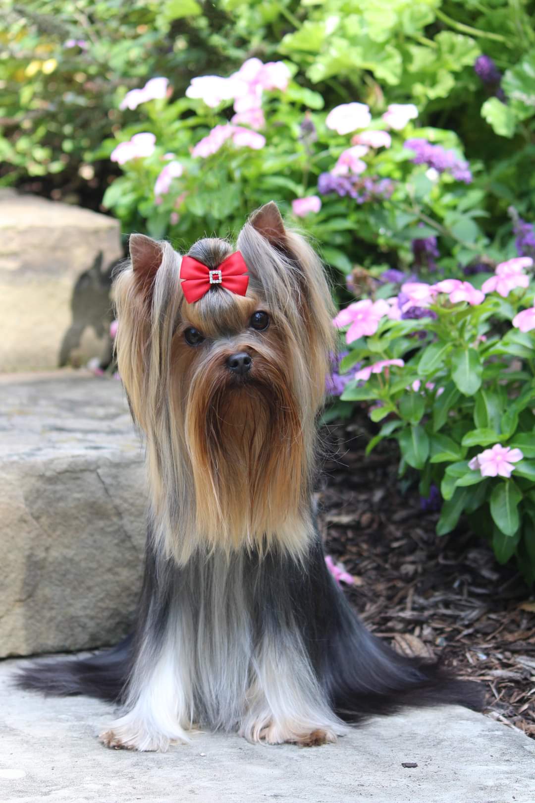 Wellary WELLARY CEREMONIA &mdash; Labaza DogPedigree YorkshireTerrier