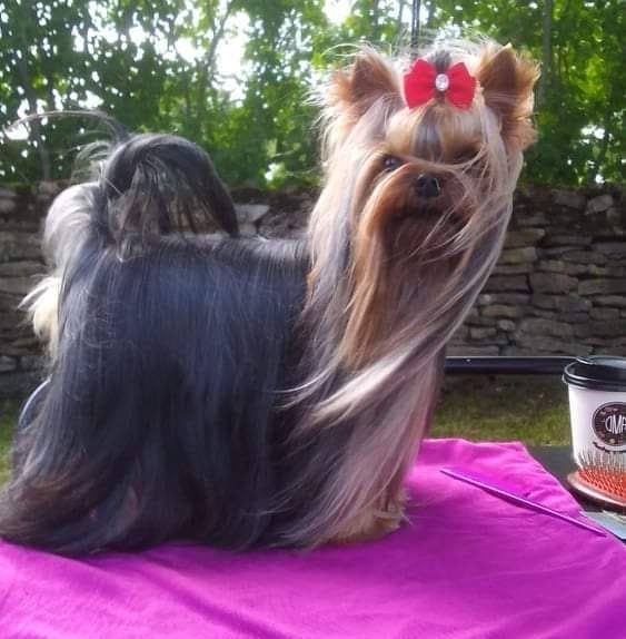 For Me Creation &mdash; Labaza DogPedigree YorkshireTerrier