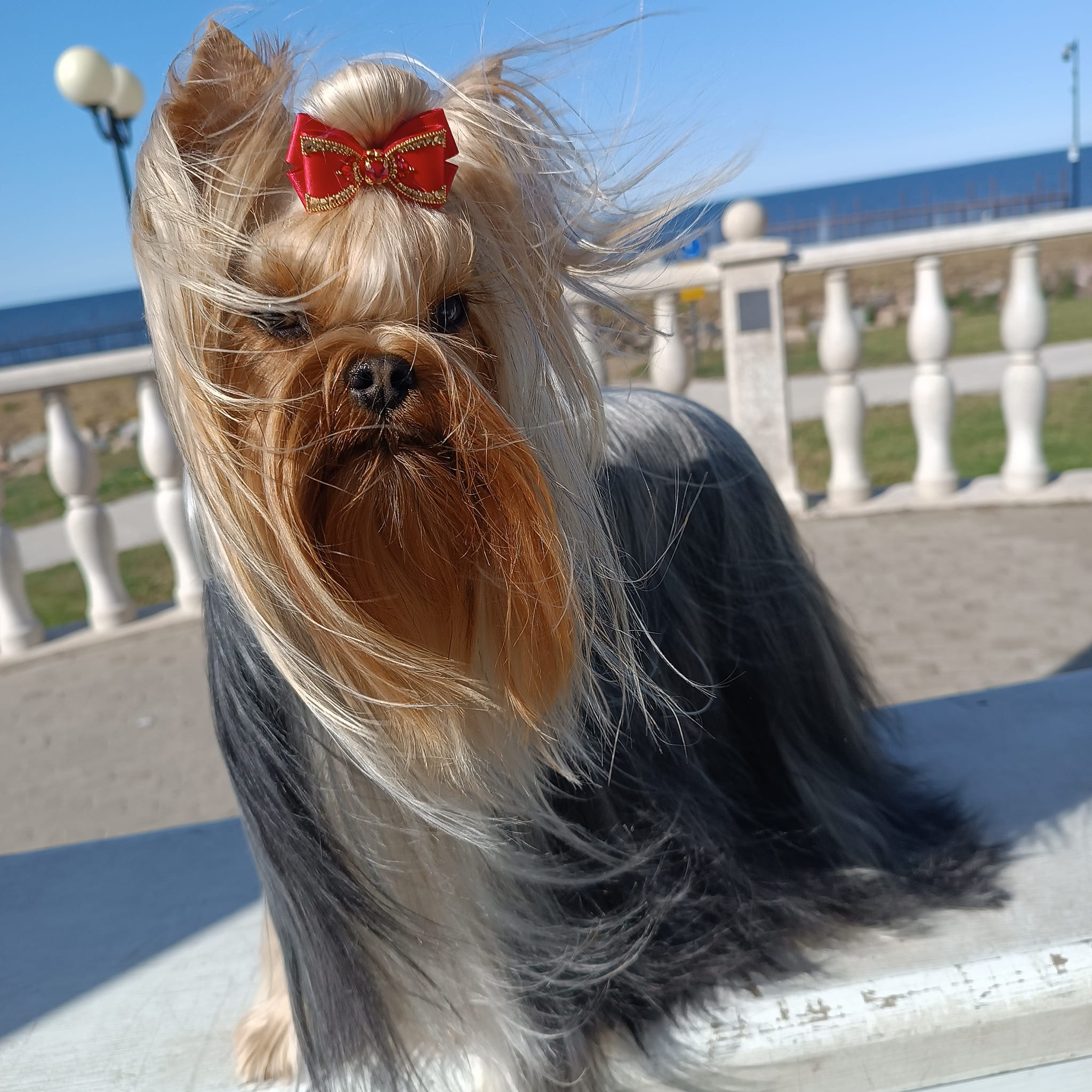 endzhi &mdash; Labaza DogPedigree YorkshireTerrier