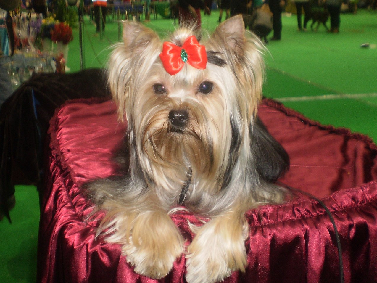 Belle Barberie &mdash; Labaza DogPedigree YorkshireTerrier