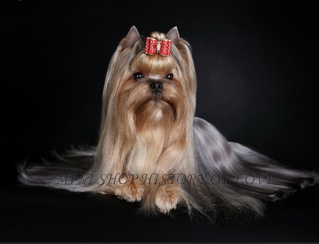  Mini Shop History of Love &mdash; Labaza DogPedigree YorkshireTerrier
