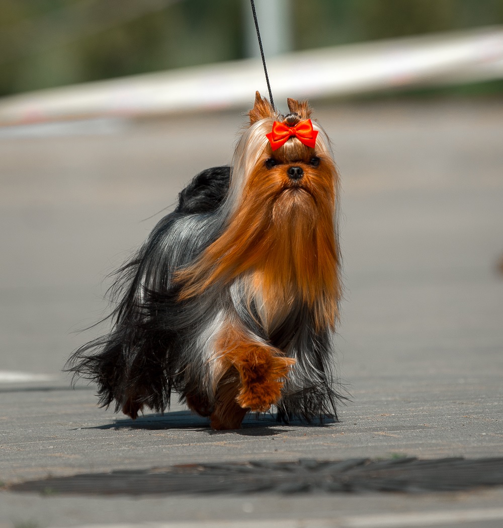  Travoltan Tandem &mdash; Labaza DogPedigree YorkshireTerrier