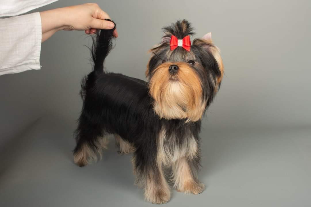  Laranta Candy Love &mdash; Labaza DogPedigree YorkshireTerrier