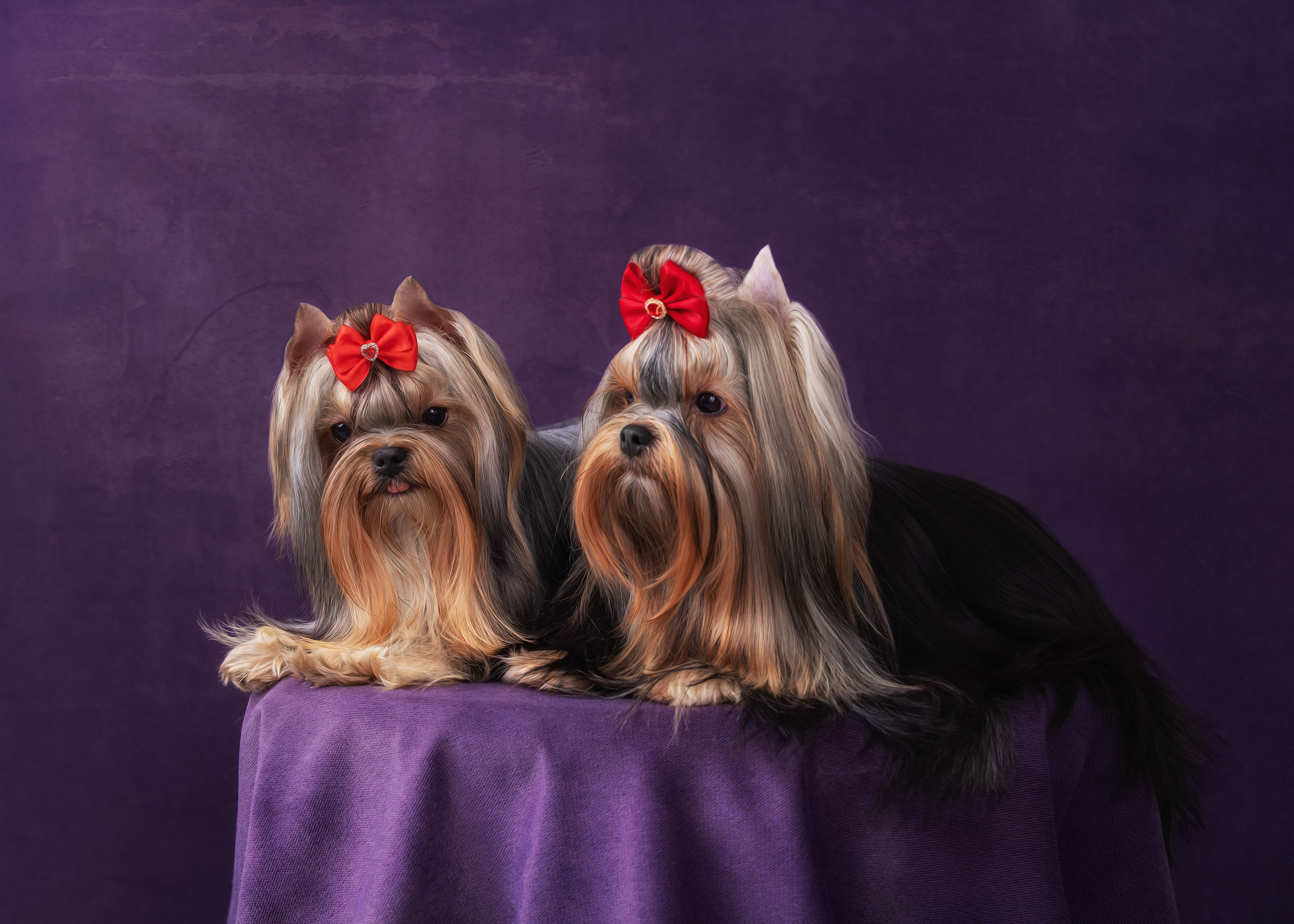 BONNIE WRIGHT &mdash; Labaza DogPedigree YorkshireTerrier