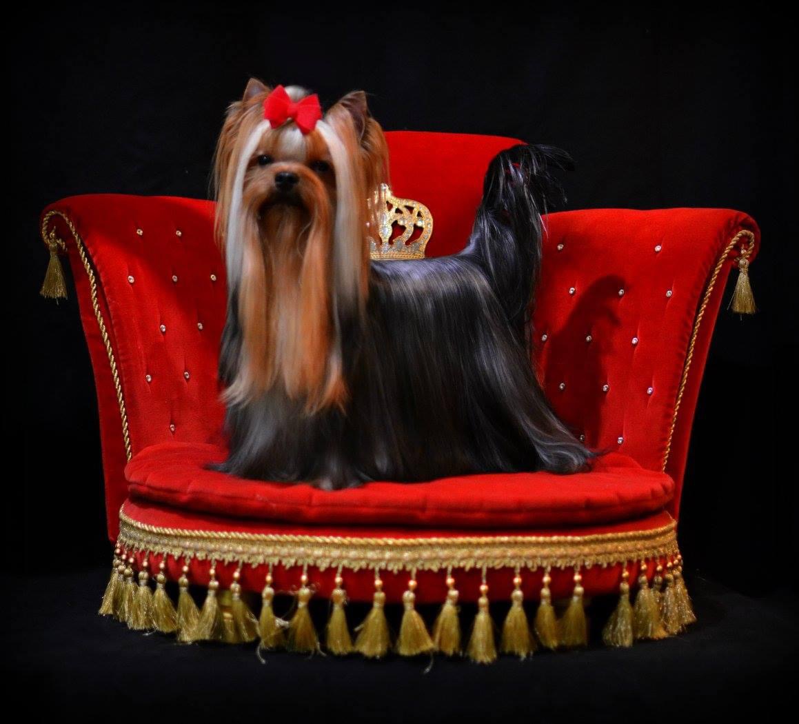 MAGIC SILK ELEVATION OF STYLE