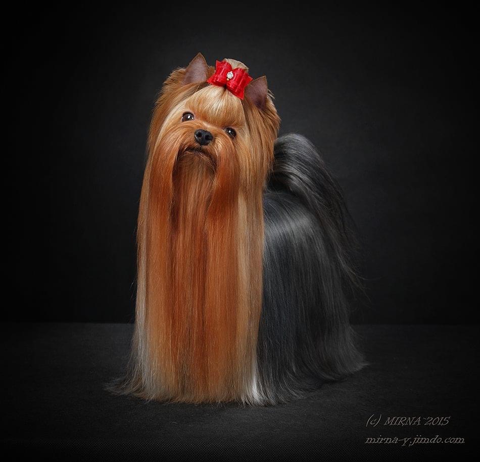 Blue Amulet Blue Amulet Flame of Passion &mdash; Labaza DogPedigree YorkshireTerrier