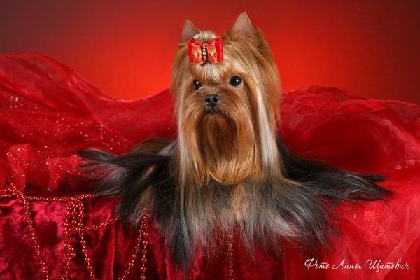 Blue Amulet Blue Amulet Wave of Success &mdash; Labaza DogPedigree YorkshireTerrier