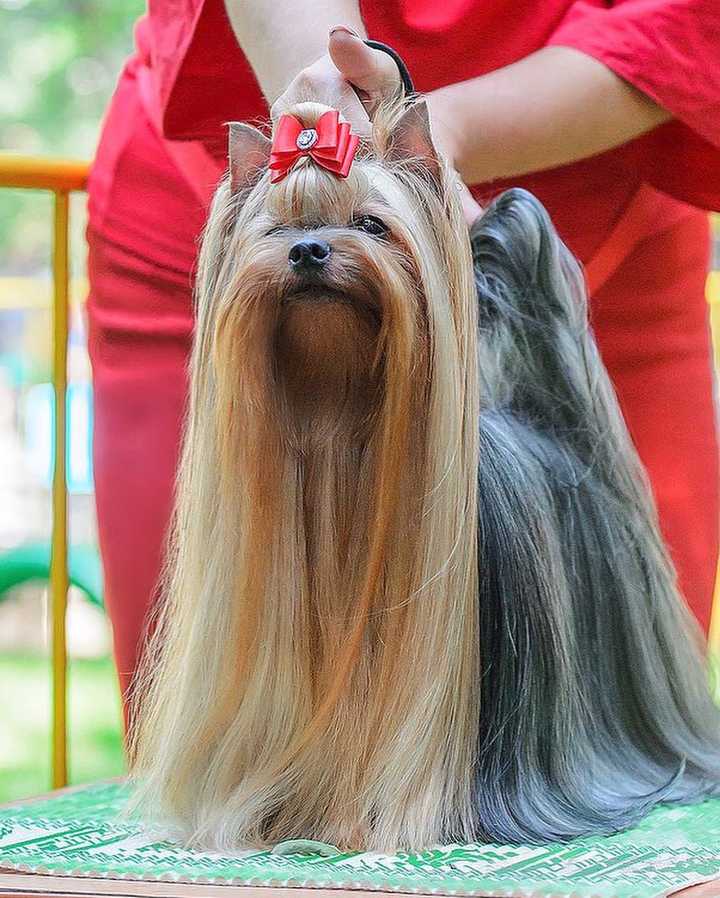 RIGAIR RIGAIR WINNER’S WIND &mdash; Labaza DogPedigree YorkshireTerrier