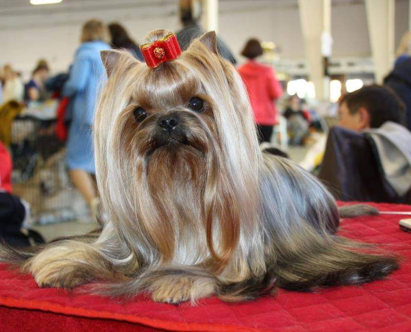 FASHION PARTY FASHION PARTY YA BORN TO BE A STAR &mdash; Labaza DogPedigree YorkshireTerrier