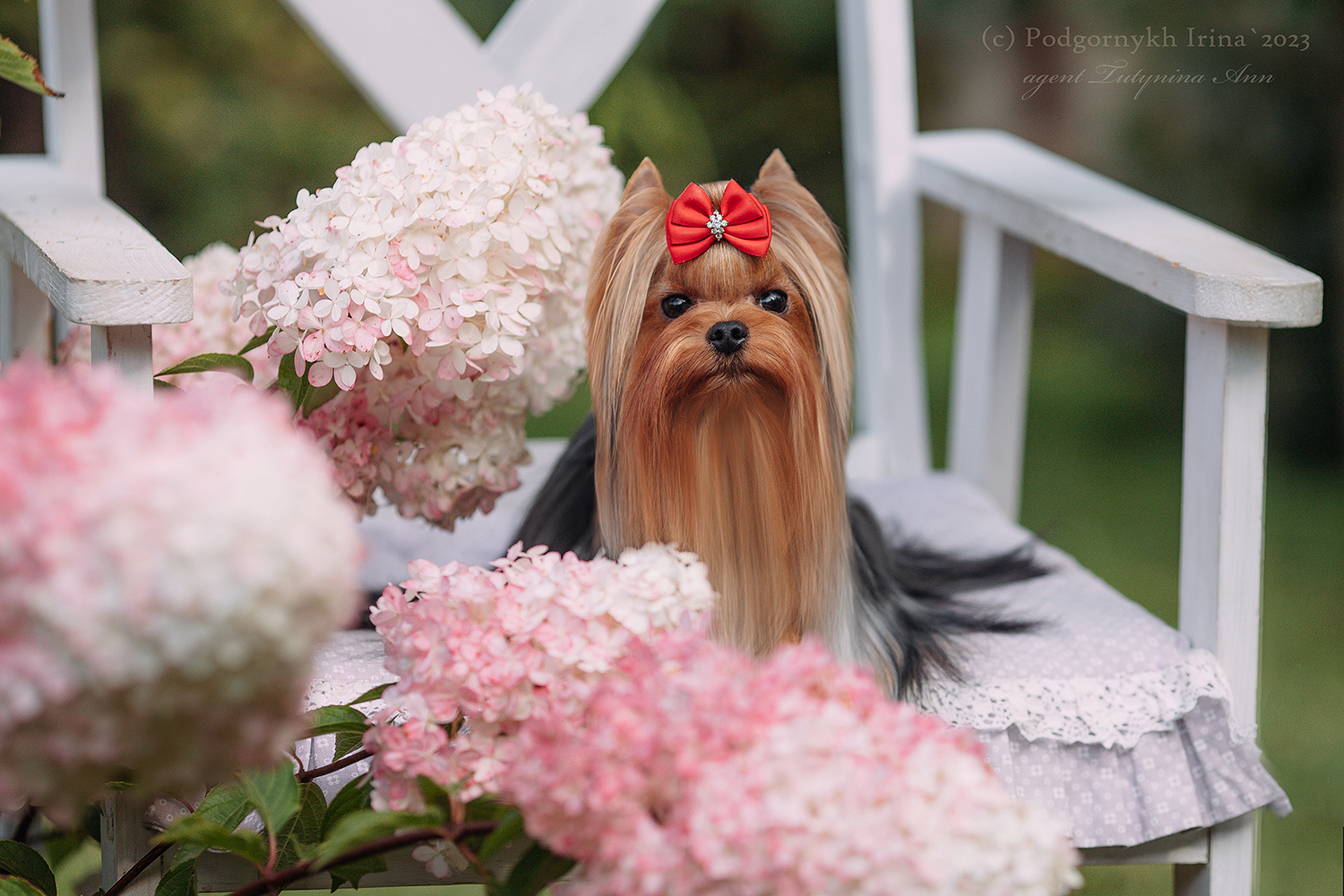 STREET FLASH ANASTEISHA &mdash; Labaza DogPedigree YorkshireTerrier