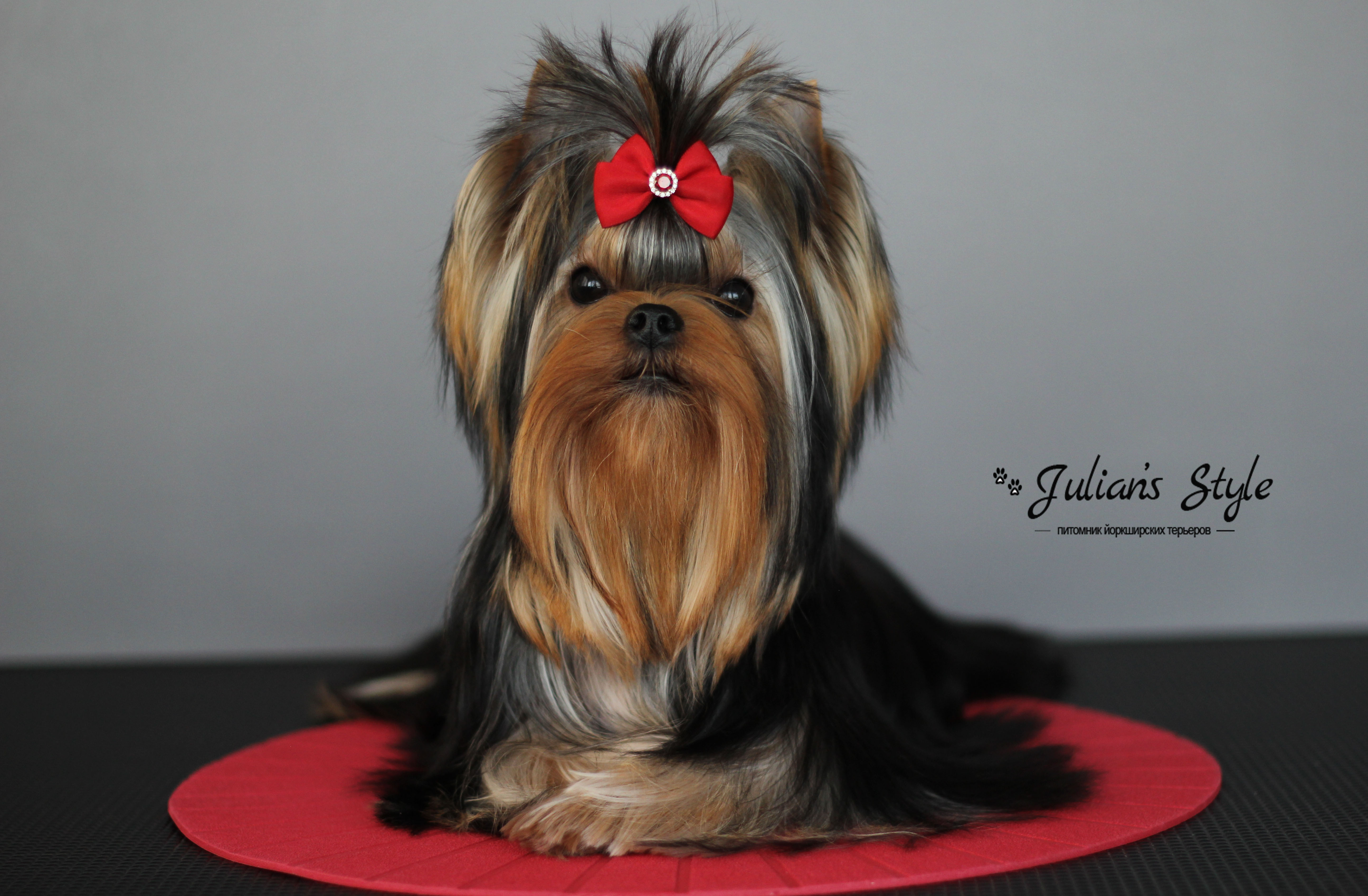 Julian’s Style JULIAN'S STYLE EXCELLENT CHOICE &mdash; Labaza DogPedigree YorkshireTerrier