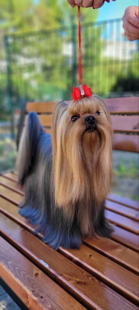 Stjumers STJUMER'S NILSON &mdash; Labaza DogPedigree YorkshireTerrier