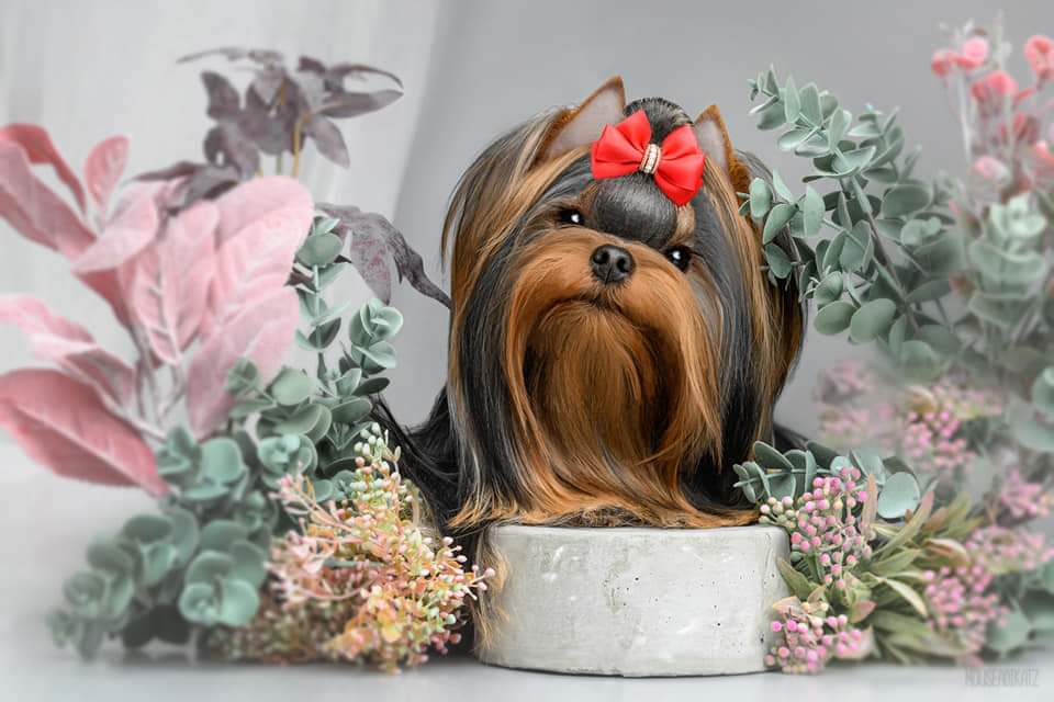 Moy Shedevr MOY SHEDEVR  NEYKLER ENERGY &mdash; Labaza DogPedigree YorkshireTerrier