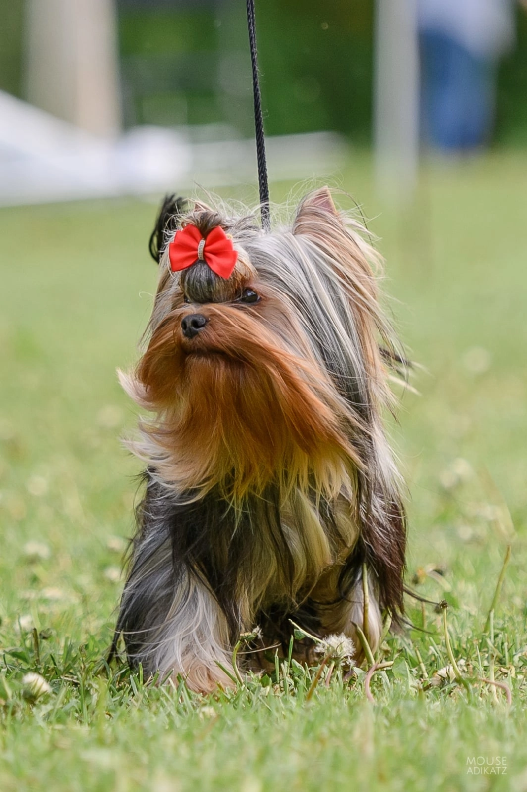 Moy Shedevr MOY SHEDEVR MERCEDES-BENZ &mdash; Labaza DogPedigree YorkshireTerrier