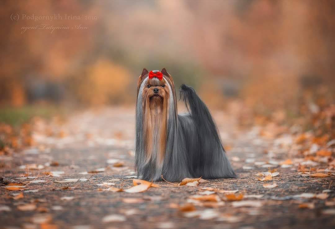 BEAUTIFULL PRINCESS MY SENSATION &mdash; Labaza DogPedigree YorkshireTerrier