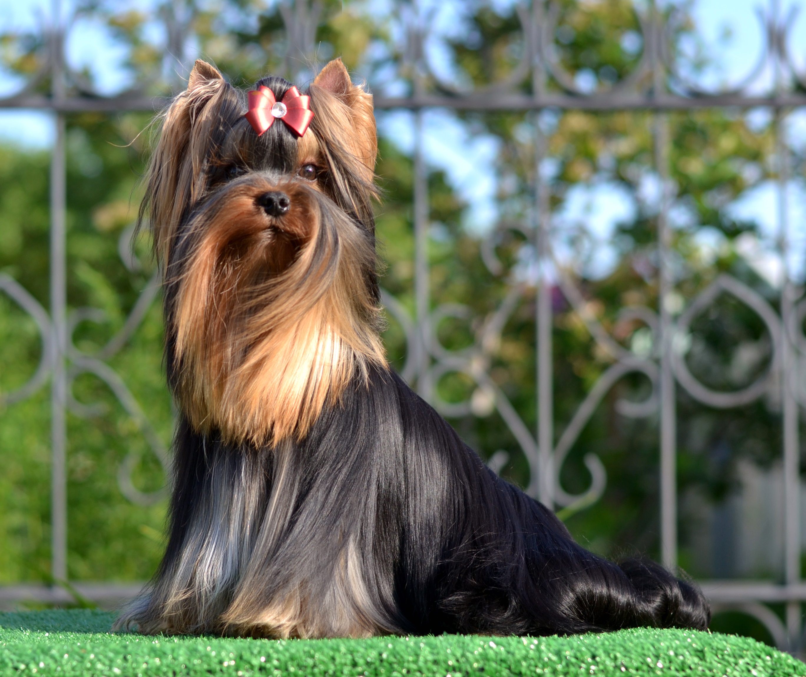 MAGNUS FORTUNA MAGNUS FORTUNA MY GOLDEN KEVIN &mdash; Labaza DogPedigree YorkshireTerrier