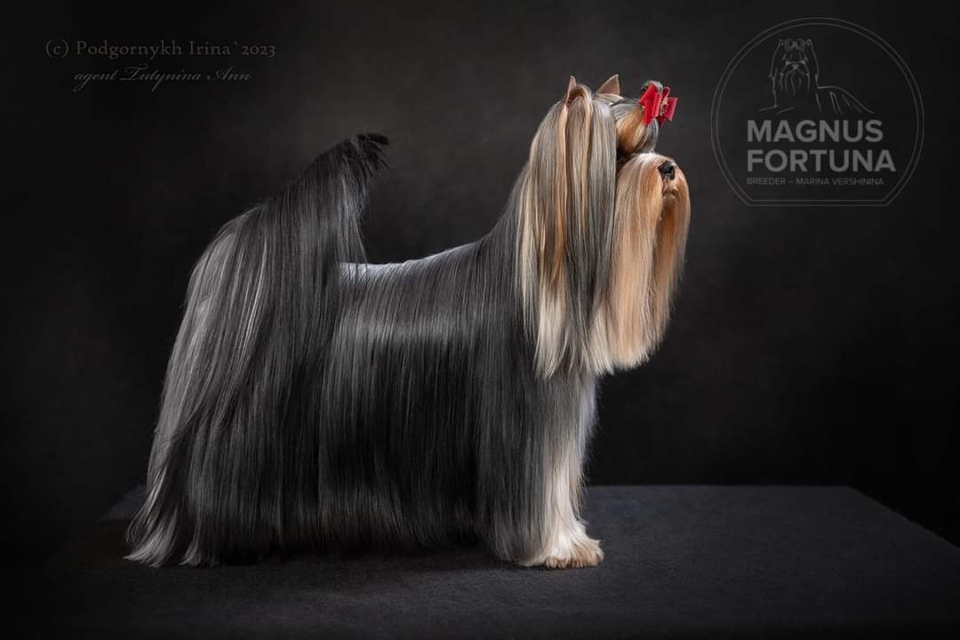 MAGNUS FORTUNA MAGNUS FORTUNA PRINCE EDWARD &mdash; Labaza DogPedigree YorkshireTerrier