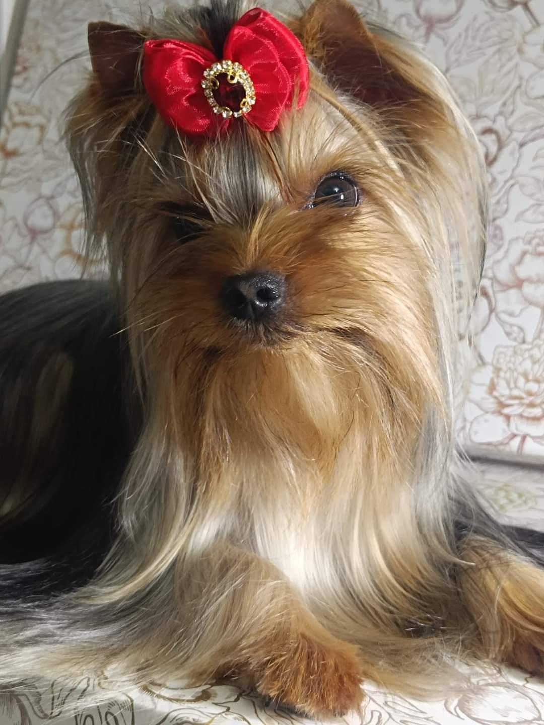 MAGNUS FORTUNA MAGNUS FORTUNA DIVINE DARINA &mdash; Labaza DogPedigree YorkshireTerrier