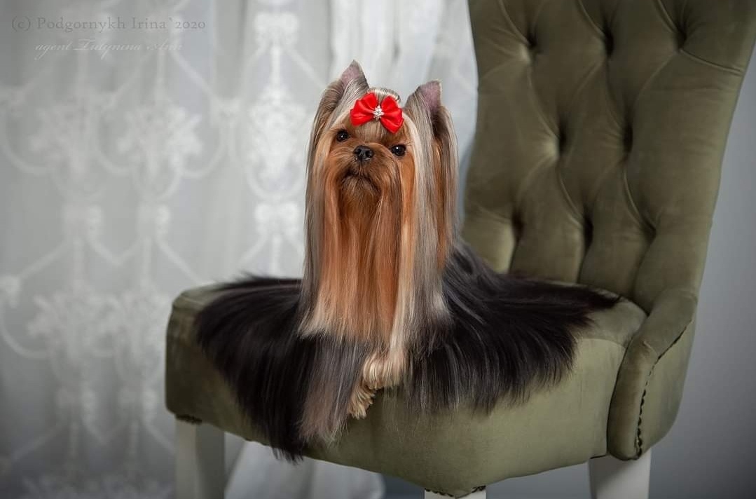  SHERSHE LYA-FAM VALKIRIA &mdash; Labaza DogPedigree YorkshireTerrier