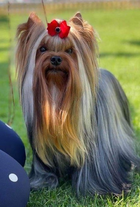 MAGNUS FORTUNA MAGNUS FORTUNA GOLD IRON &mdash; Labaza DogPedigree YorkshireTerrier