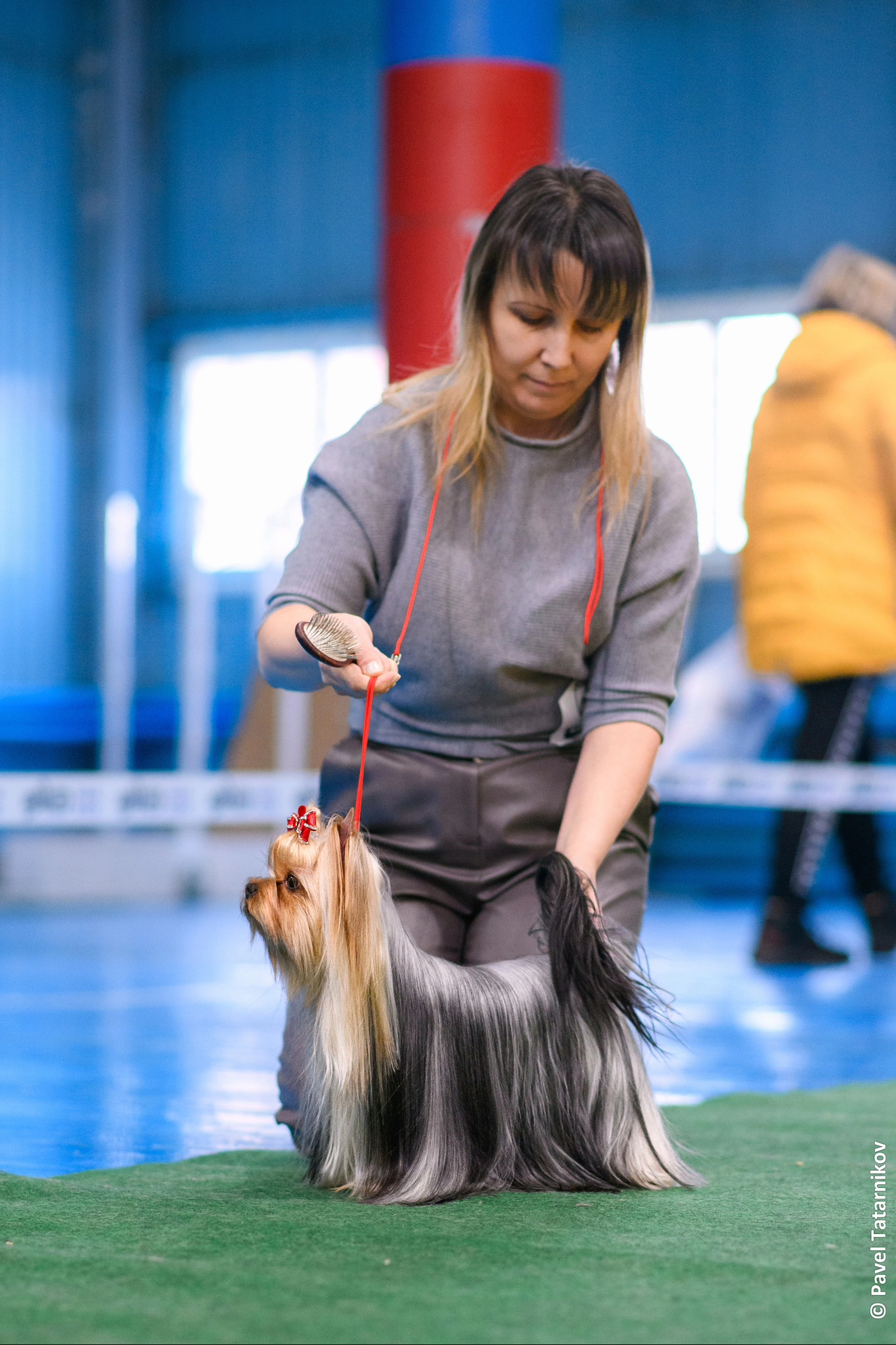 SALMA LILLY TRIX &mdash; Labaza DogPedigree YorkshireTerrier