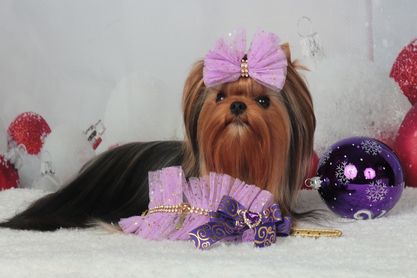 Royal Boutique ROYAL BOUTIQUE TEA ROSE &mdash; Labaza DogPedigree YorkshireTerrier