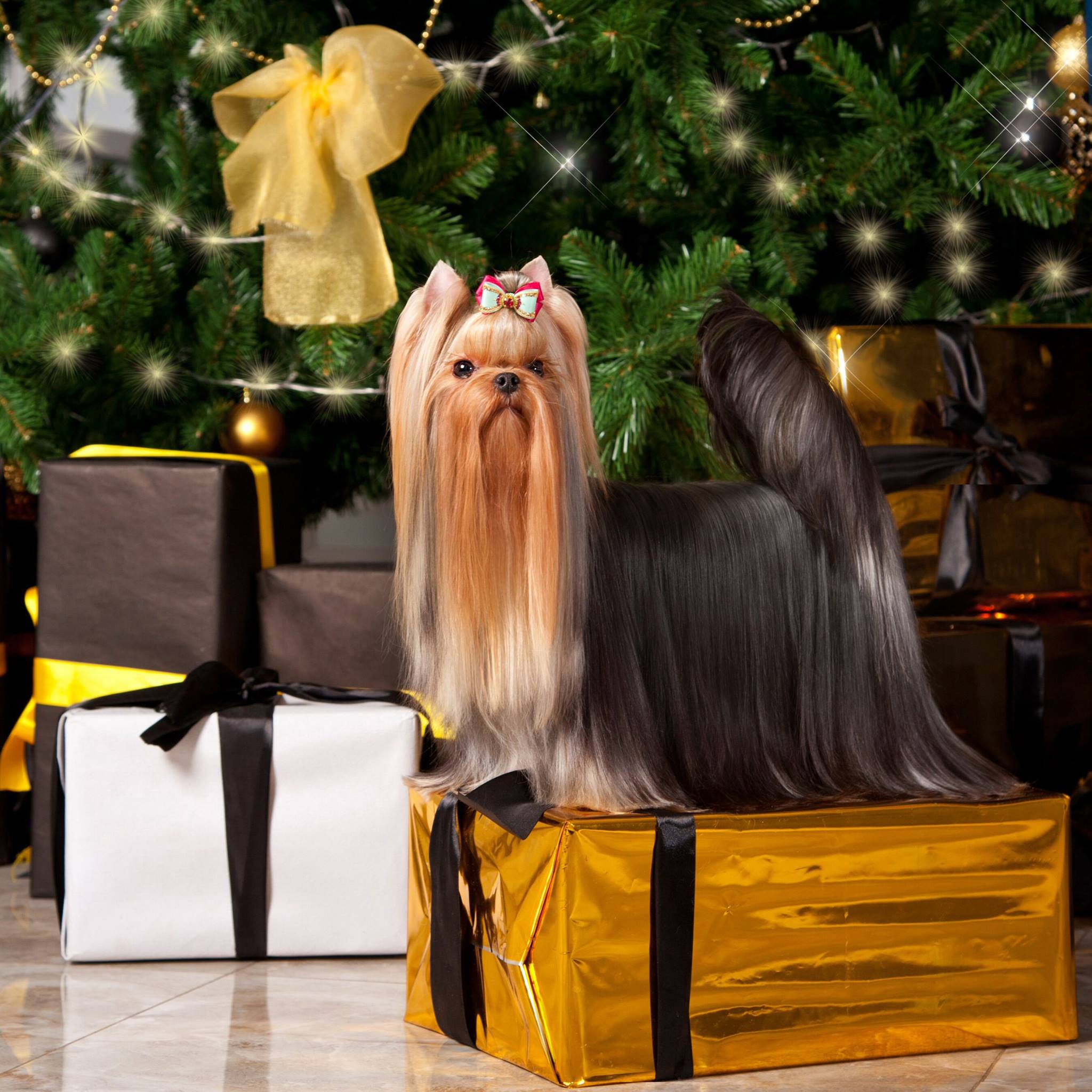 Laranta LARANTA ROYAL BOUTIQUE GIRL &mdash; Labaza DogPedigree YorkshireTerrier