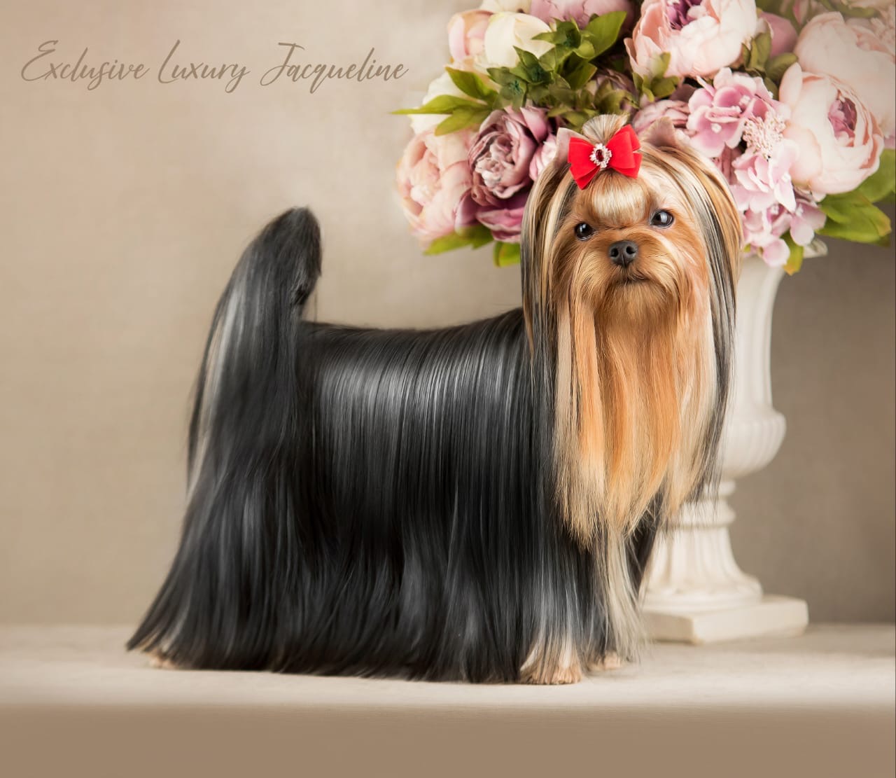  Exclusive Luxury Jacqueline &mdash; Labaza DogPedigree YorkshireTerrier