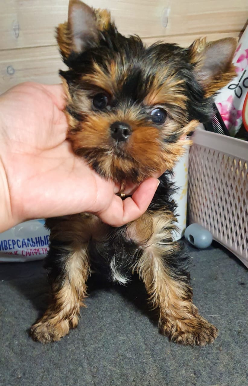 Primavera Incanta Primavera Incanta Prestige &mdash; Labaza DogPedigree YorkshireTerrier