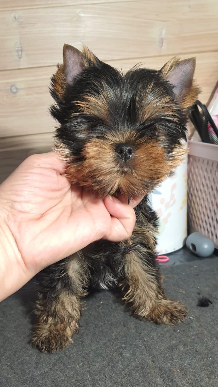 Primavera Incanta Primavera Incanta Pastella &mdash; Labaza DogPedigree YorkshireTerrier
